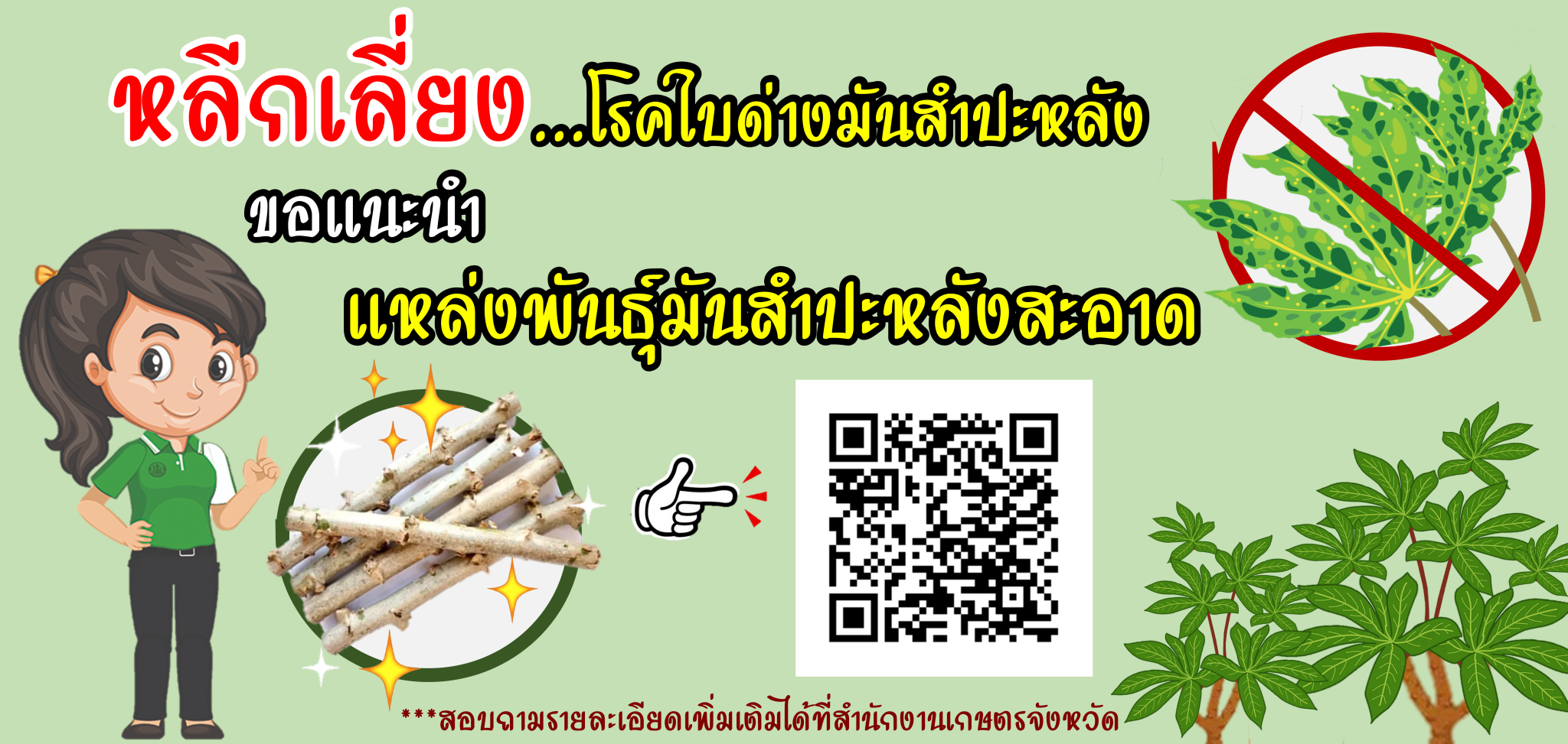 info_ท่อนพันธุ์สะอาด